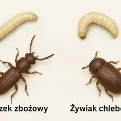 Dwa rodzaje robaków, gniczek zbożowy i żywiak chlebowiec, które mogą pojawić się w kuchni, pokazane w formie larw i dorosłych osobników.