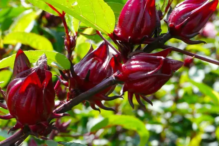 Hibiskus ogrodowy nie jest jadalny - poznaj prawdę o roślinie