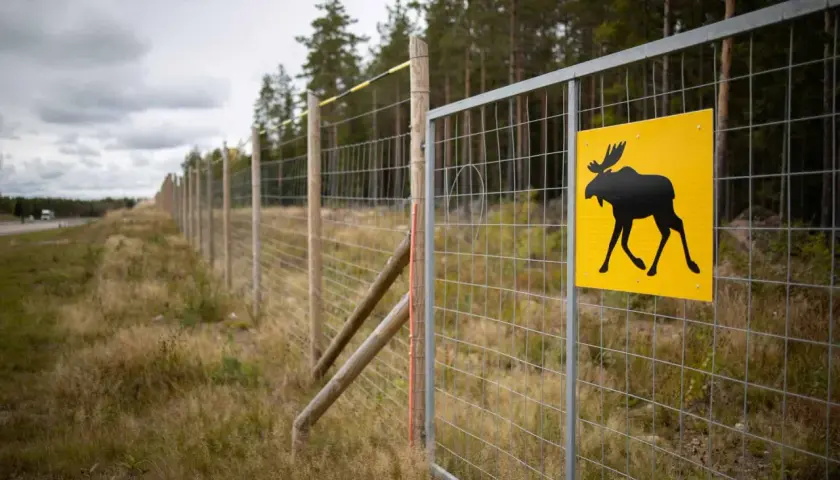 Jak zamontować siatkę leśną - uniknij najczęstszych błędów i problemów