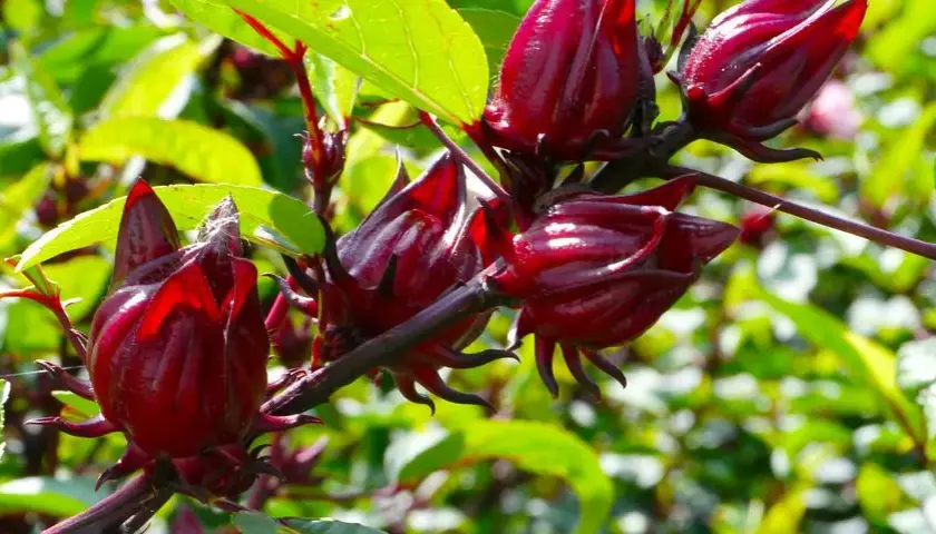 Hibiskus ogrodowy nie jest jadalny - poznaj prawdę o roślinie