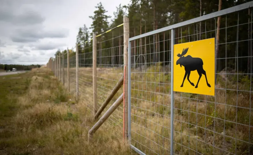 Jak zamontować siatkę leśną - uniknij najczęstszych błędów i problemów