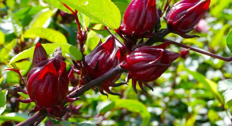 Hibiskus ogrodowy nie jest jadalny - poznaj prawdę o roślinie