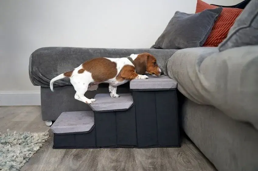 Jak zrobić schody dla psa w 5 prostych krokach: kompletny poradnik DIY